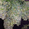 Bruce Banner #3 feminisierte Samen (Original Sensible Seeds)