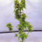 Buddha Medikit Auto CBD (Buddha Seeds) Cannabis-Samen