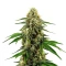 Future #1 (Blimburn Seeds)