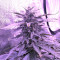 Gorilla Auto (GG#4 Original Glue Auto) (Expert Seeds) Cannabis-Samen