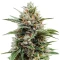 Heavy Head (Big Head Seeds) Cannabis-Samen