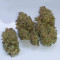 Peyote Critical (Barney's Farm) Cannabis-Samen