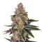 Planet Of The Grapes Auto (Ethos Genetics)