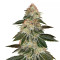 Stardawg (Blackskull Seeds) Cannabis-Samen