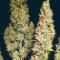 Wedding Glue Auto feminisierte Samen (Seedstockers)