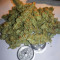 AK-77V strain