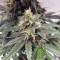 Auto Lemon Kix strain