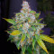 Auto Lemon Kix strain
