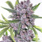 Auto Purple Gorilla (Short Stuff Seeds) Cannabis-Samen