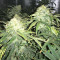 Auto Purple Gorilla (Short Stuff Seeds) Cannabis-Samen