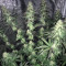 Berry Bomb (Bomb Seeds) Cannabis-Samen