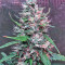 Bruce Banner #3 (Big Head Seeds) Cannabis-Samen