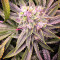 Chem Berry D regular (Dark Horse Genetics) Cannabis-Samen