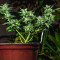 Choco Thai Auto-Samen (Herbies Seeds)