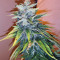 Cluster Bomb (Bomb Seeds)