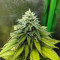 Critical Super Silver Haze (Delicious Seeds)