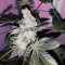 Girl Scout Cookies (BlimBurn Seeds) Cannabis-Samen