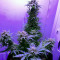 Heisenberg Special Auto (Mephisto Genetics) Cannabis-Samen