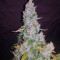 Kosher Dawg (DNA Genetics) Cannabis-Samen