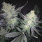 Melon Gum (Dr. Underground) Cannabis-Samen