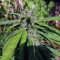 OGKZ (Humboldt Seeds Organization) Cannabis-Samen