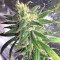 Pakistan Chitral Kush Standard (Ace Seeds) Cannabis-Samen