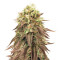 Peyote Purple Regular (CannaBioGen) Cannabis-Samen