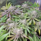 Pineapple (Seedstockers) Cannabis-Samen