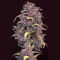 Purple Lemonade Auto feminisierte Samen (Fast Buds)