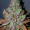 Purple Queen strain
