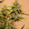 Sensi Skunk Automatic (Sensi Seeds) Cannabis-Samen