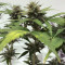 Skunk #1 (Sensi Seeds) Cannabis-Samen