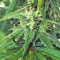 Thai Chi (Ace Seeds) Cannabis-Samen