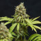 Trainwreck (Humboldt Seeds Organization) Cannabis-Samen