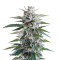 Unknown Kush Regular (Delicious Seeds) Cannabis-Samen