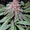 Violeta (Ace Seeds) Cannabis-Samen