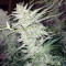 Walter White Auto (Mephisto Genetics) Cannabis-Samen