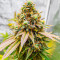 Bruce Banner Fast Version feminisierte Samen (EGS)