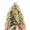 Gorilla Cookies Auto feminisierte Samen (Seedstockers)