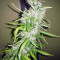 NLX Diamond Auto (Kera Seeds) Cannabis-Samen