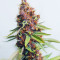 Purple Punch OG Samen feminisiert (Sweet Seeds)