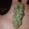 Girl Scout Cookies (BlimBurn Seeds) Cannabis-Samen zu verkaufen
