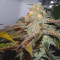 Brain Cake Cannabis-Samen Kaufen