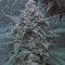 Original Auto OG Kush (Fast Buds) Cannabis-Samen zu verkaufen