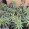 Shogun (RQS) Cannabis-Samen zu verkaufen