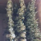 Kaufe Runtz XL Auto Samen feminisiert von Sweet Seeds