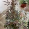 Kaufe Black Herer Autoflower Samen feminisiert von EGS