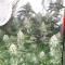 Liberty Haze Cannabis-Samen Kaufen