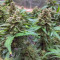 Northern Light (RQS) Cannabis-Samen zu verkaufen