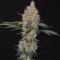 Pure Kush (Original Sensible Seeds) Cannabis-Samen zu verkaufen